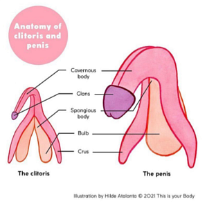 Anatomy of clitoris and penis